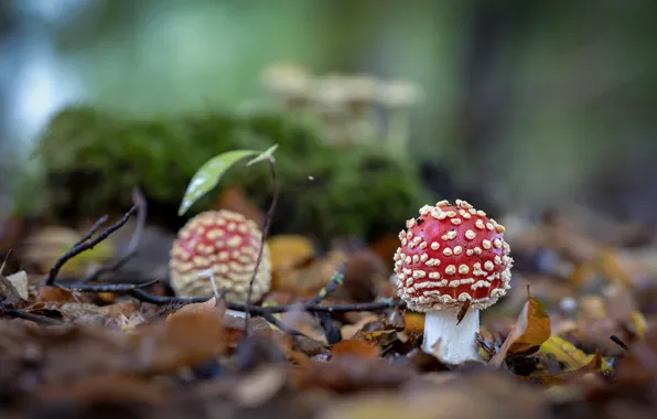Лес, грибы, мухоморы, полянка, боке