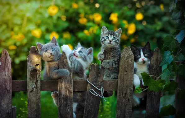 Картинка забор, котята, малыши, Юрий Коротун