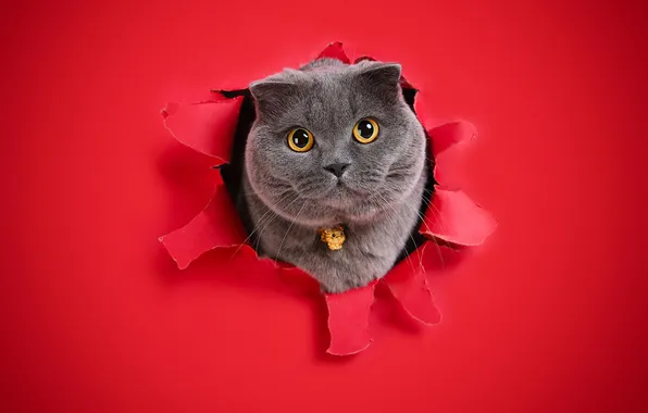 Кошка, кот, взгляд, поза, мордашка