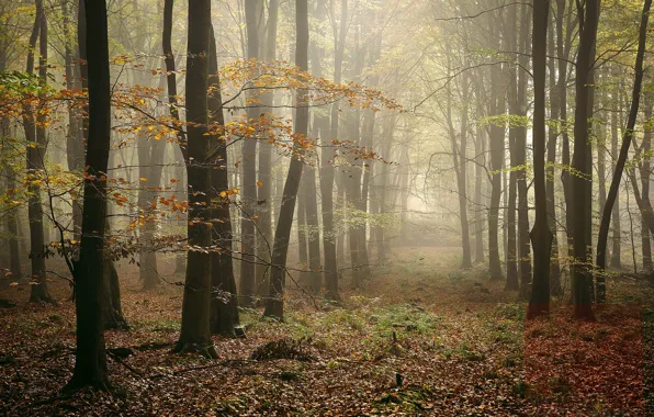 Осень, лес, туман, фото
