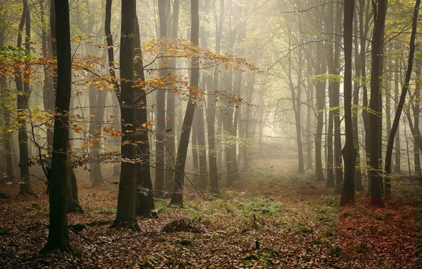 Картинка осень, лес, туман, фото