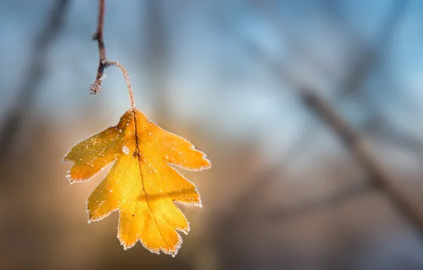 Осень, листья, природа