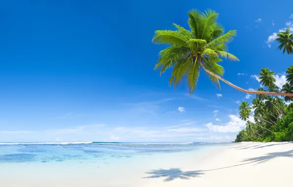 Картинка море, пляж, природа, тропики, пальмы, тень, кокосы