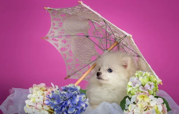 Картинка белый, зонтик, щенок, гортензия, шпиц