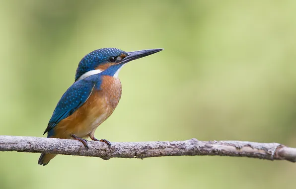 Птица, ветка, kingfisher, alcedo atthis, обыкновенный зимородок