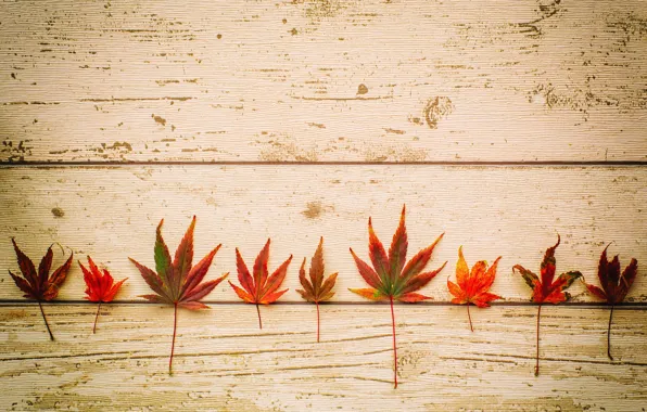Картинка осень, листья, доски, клен