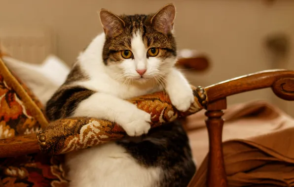Кошка, кот, взгляд, морда, фон, мебель, портрет, кресло