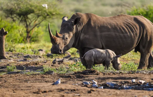 Картинка природа, носорог, детеныш, два, мать, носороги