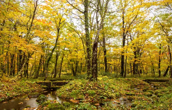 Картинка осень, лес, ручей