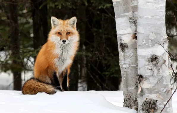 Зима, деревья, природа, животное, лиса, берёзы, лисица, Peter Darcy