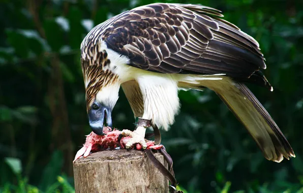 Картинка bird, forests, monkey-eating eagle, philippine eagle