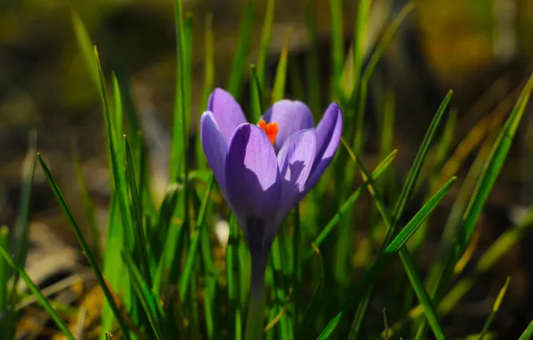 Flower, spring, crocus