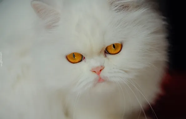 Кошка, белый, кот, взгляд, поза, портрет, пушистый, мордашка