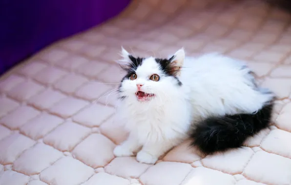 Кошка, взгляд, поза, котенок, черно-белый, малыш, котёнок