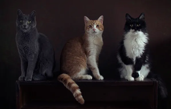 Кошка, кот, взгляд, кошки, поза, темный фон, стол, серый