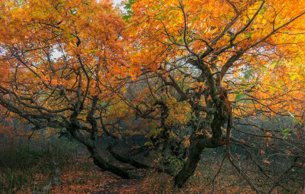 Осень, лес, деревья, ветки, природа, парк, стволы, листва