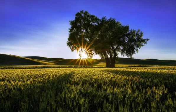 Картинка поле, лето, солнце, лучи, природа, дерево