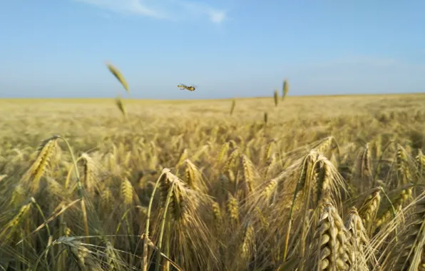 Природа, стрекоза, пшеница. лето