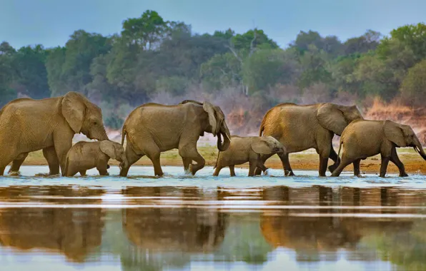 Река, Африка, слоны, стадо, Луангва, Замбия