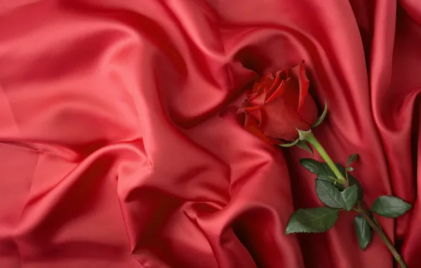 Картинка цветок, роза, Ткань, атлас