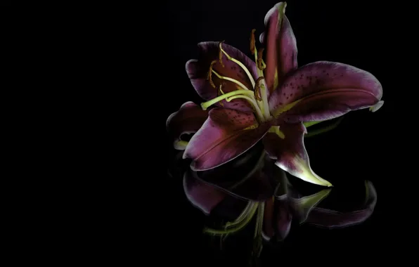 Цветок, темный фон, лилия