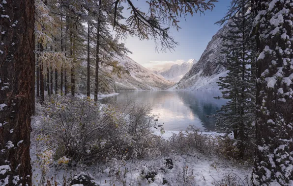 Картинка зима, лес, снег, деревья, горы, озеро, кусты