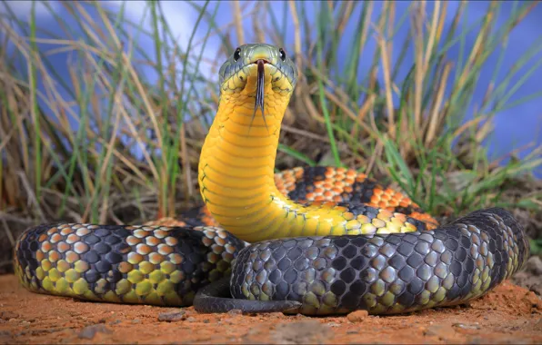 Язык, взгляд, тигр, змея, Австралия, красавица, snake, animals