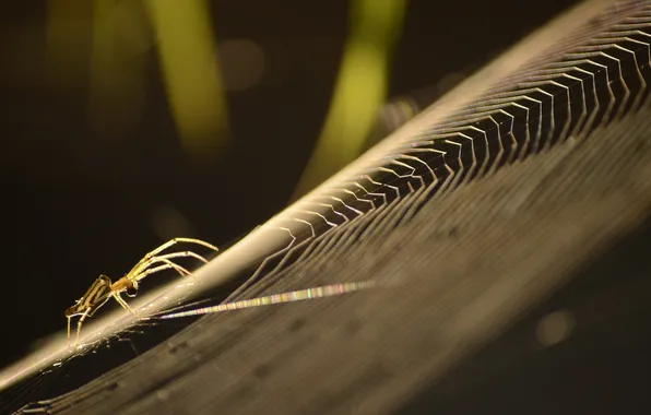 Макро, паутина, паук