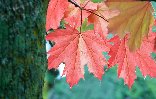 Осень, листья, дерево, листок, ствол, клён, кленовые листья, осенние