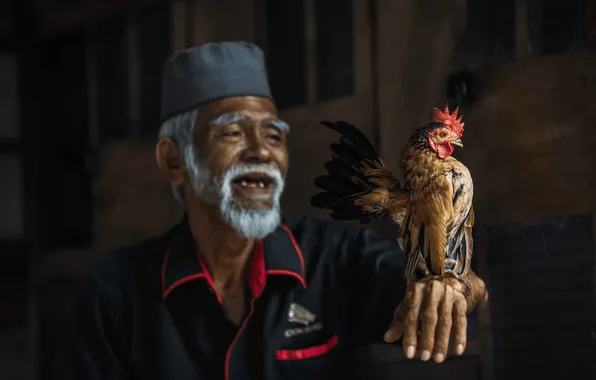 Man, Malaysian, Serama