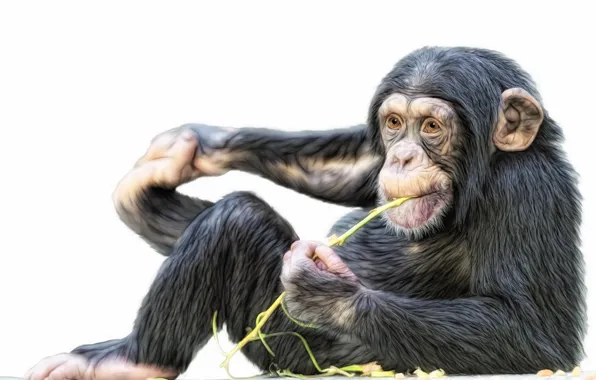 Картинка обезьяна, Photoshop, шимпанзе