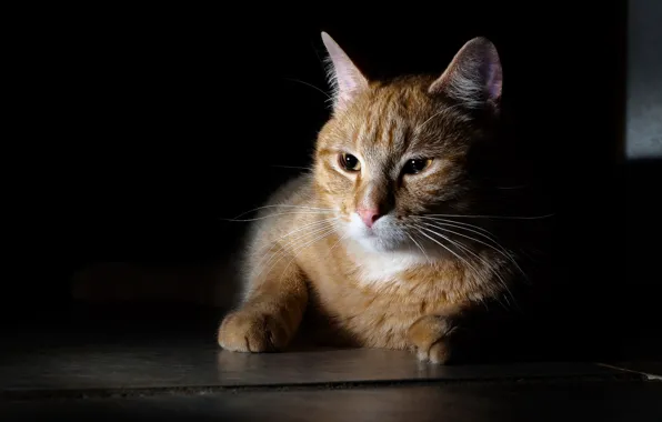 Кошка, кот, темнота, темно, рыжий, пол, лежит, полумрак