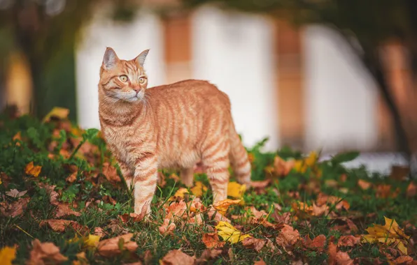 Картинка осень, кошка, взгляд, листья, рыжая кошка