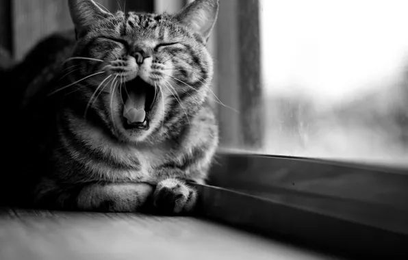 Картинка кошка, кот, окно, черно-белое, сидит, зевает, полосатая