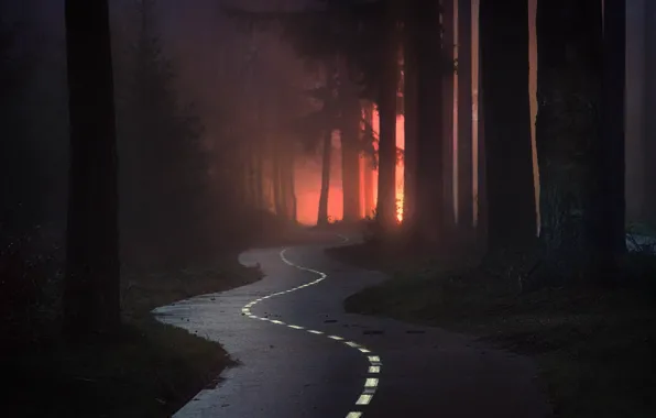Картинка дорога, лес, ночь