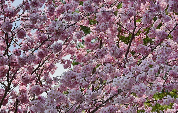 Картинка ветви, Весна, цветение, flowers, spring, flowering