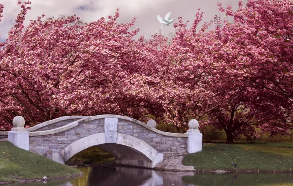 Деревья, мост, парк, река, весна, сад, цветение, pink