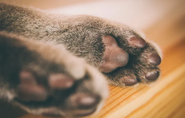 Картинка кошка, макро, лапки, шерсть, подушечки