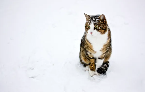 Картинка зима, кошка, кот, снег