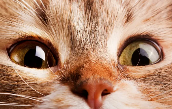 Кошка, глаза, кот, нос, мордочка, глазища