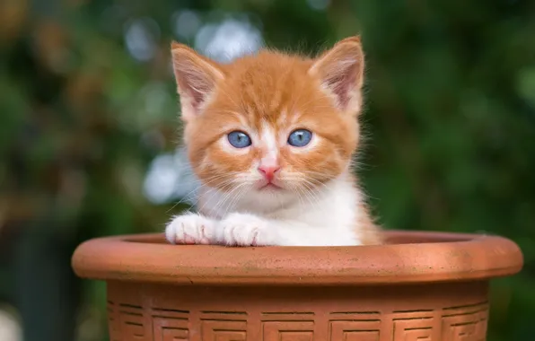 Кошка, взгляд, природа, поза, котенок, лапки, малыш, рыжий
