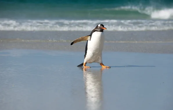 Море, природа, пингвин, север