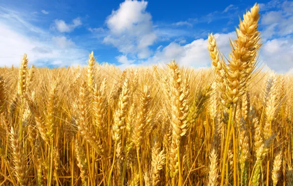 Картинка пшеница, поле, небо, солнце, облака, желтые, колосья