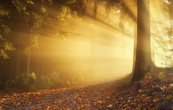 Картинка осень, лес, солнце, свет, деревья, ветки, природа, дерево