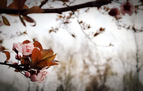 Цветы, природа, фон, весна, nature, flowers, китайка, background