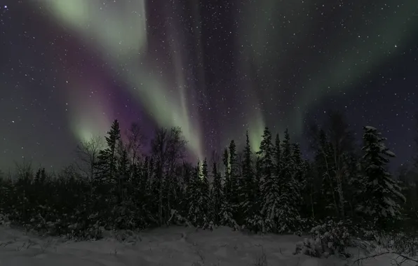 Картинка зима, небо, звезды, деревья, ночь, северное сияние, Северная Канада