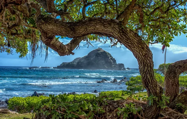 Картинка море, деревья, ветки, тропики, камни, скалы, побережье, Гавайи