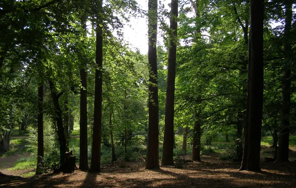 Лес, лето, деревья, green, тропа, forest, trees, Summer