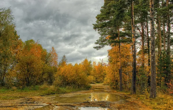 Дорога, осень, лес