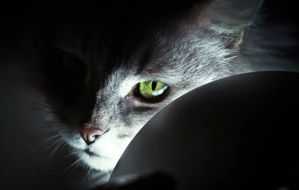 Картинка кот, взгляд, свет, зеленый, глаз, шерсть